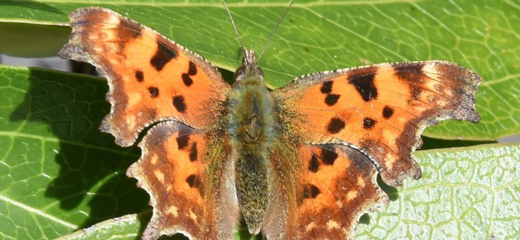 biodiversité plougoumelen