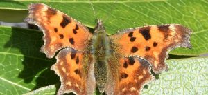 biodiversité plougoumelen